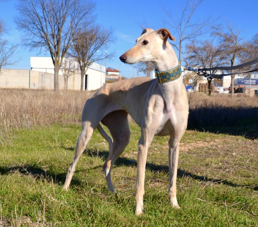 Photo de ELECTRA, un lévrier en attente d adoption