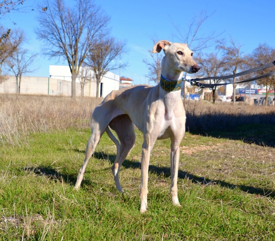 Photo de ELECTRA, un lévrier en attente d adoption