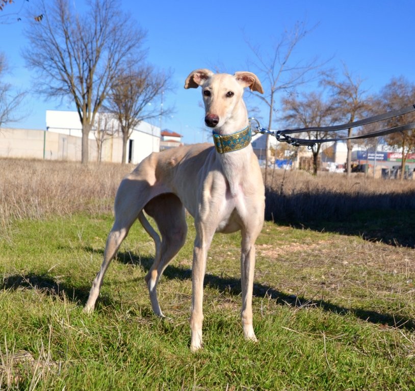 Photo de ELECTRA, un lévrier en attente d adoption