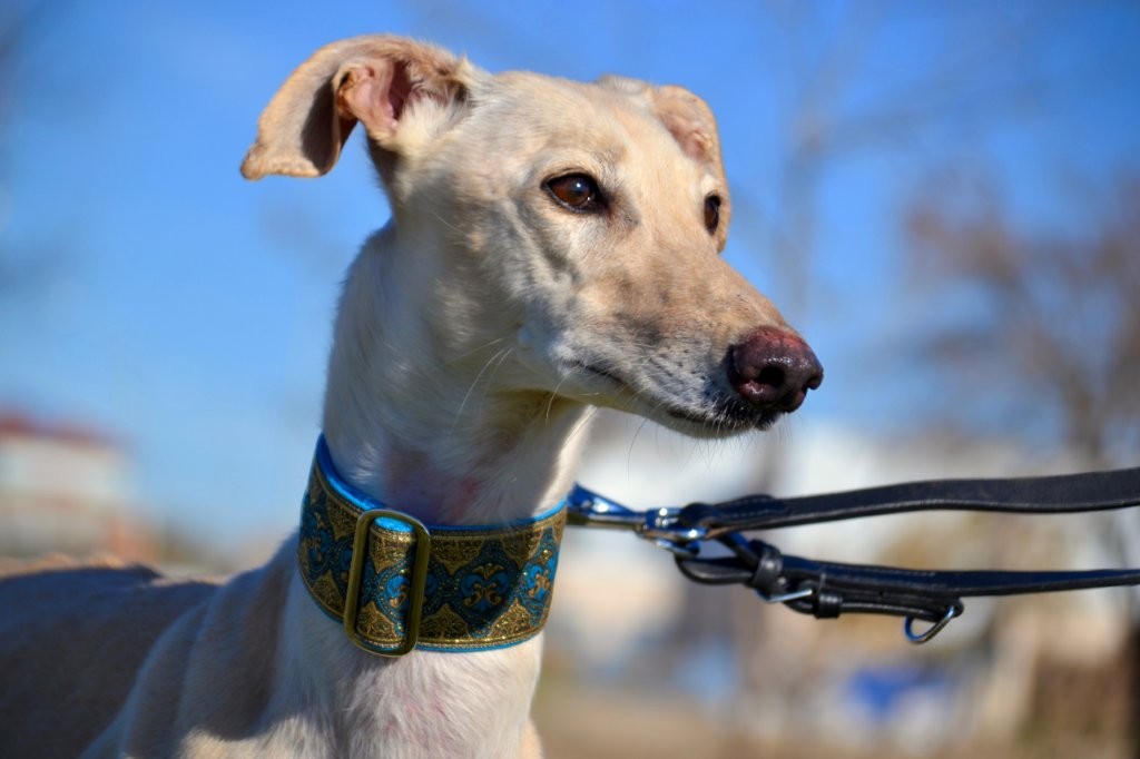 Photo de ELECTRA, un lévrier en attente d adoption