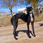 Photo de GLORIA, un lévrier à adopté