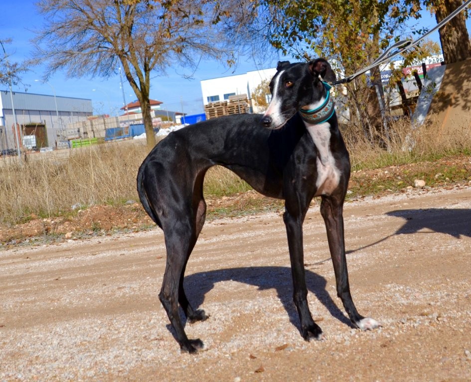 Photo de GLORIA, un lévrier en attente d adoption