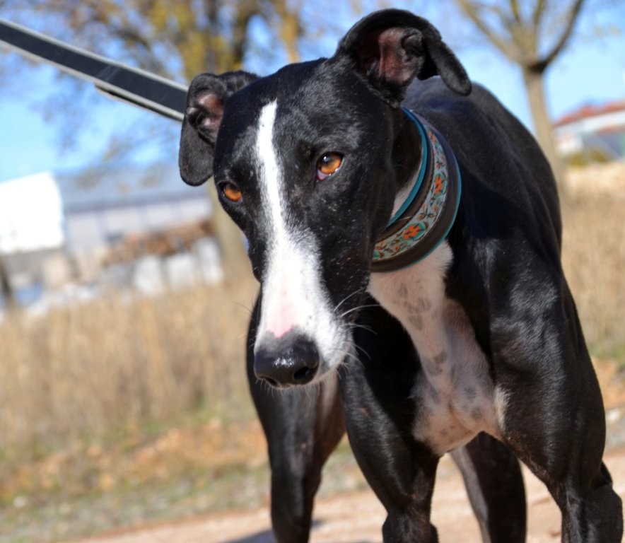 Photo de GLORIA, un lévrier en attente d adoption