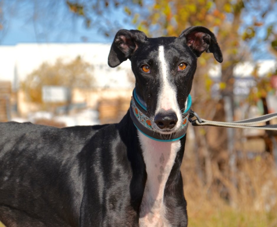 Photo de GLORIA, un lévrier en attente d adoption