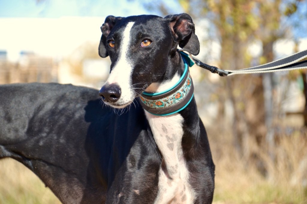 Photo de GLORIA, un lévrier en attente d adoption