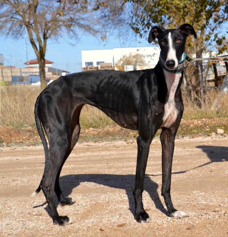 Photo de GLORIA, un lévrier en attente d adoption