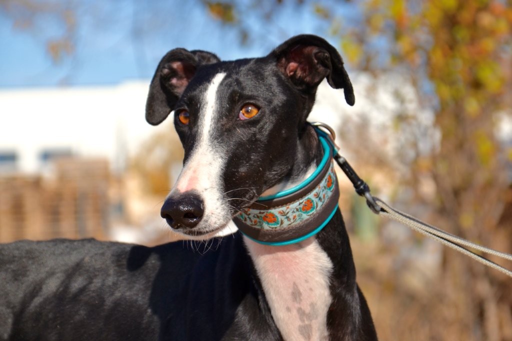 Photo de GLORIA, un lévrier en attente d adoption