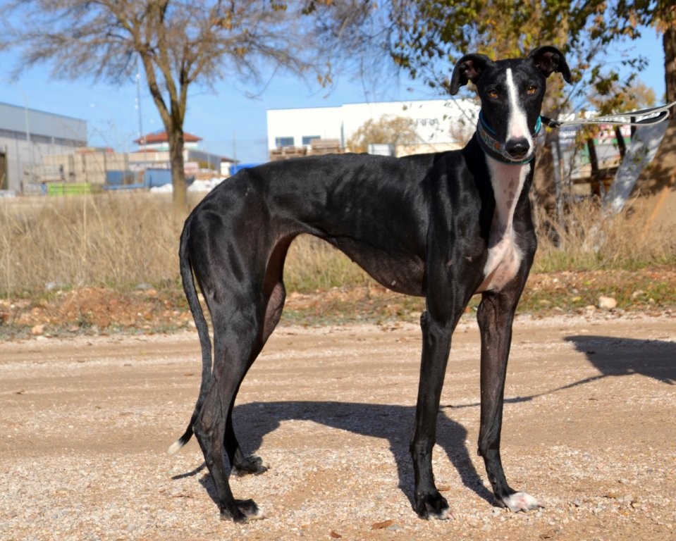 Photo de GLORIA, un lévrier en attente d adoption