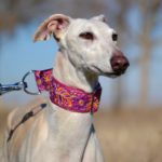 Photo de ILIA, un lévrier à adopté