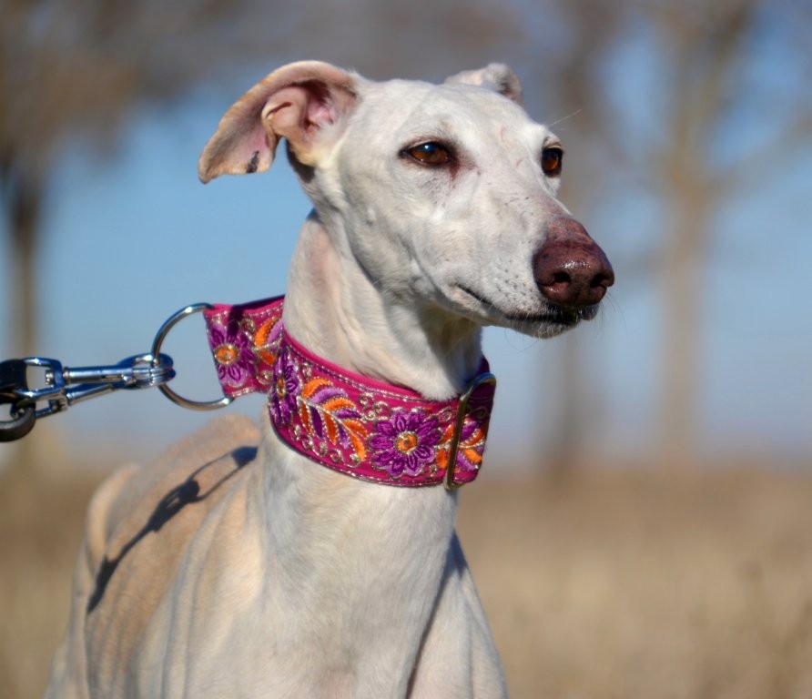 Photo de ILIA, un lévrier en attente d adoption