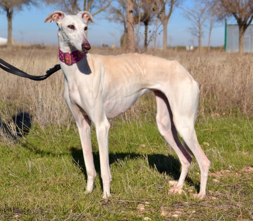 Photo de ILIA, un lévrier en attente d adoption