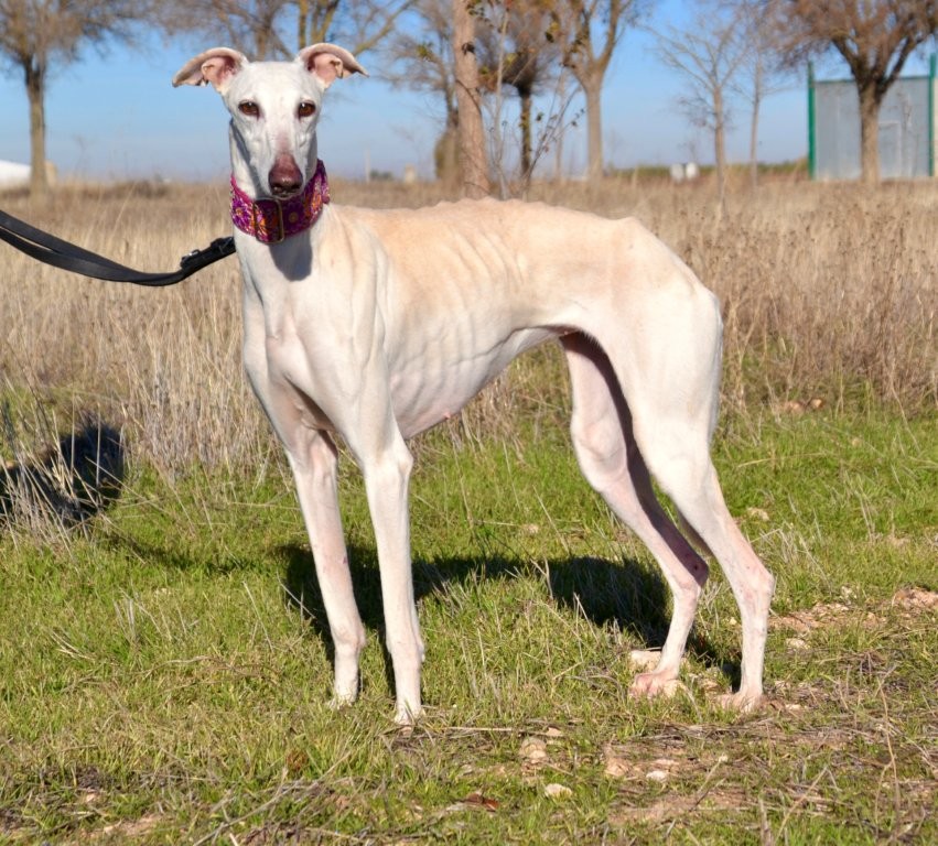 Photo de ILIA, un lévrier en attente d adoption