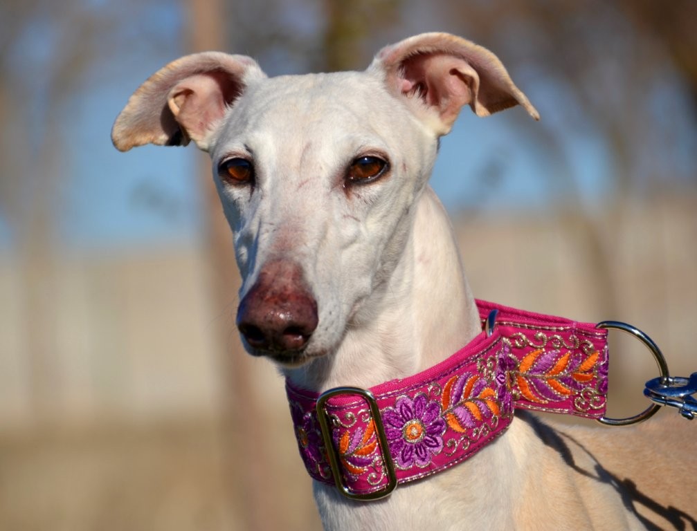 Photo de ILIA, un lévrier en attente d adoption