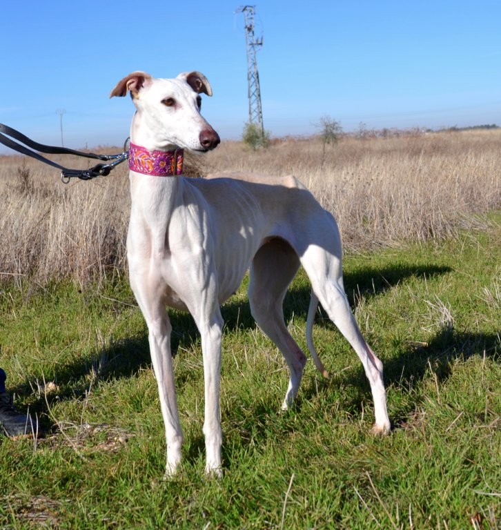 Photo de ILIA, un lévrier en attente d adoption