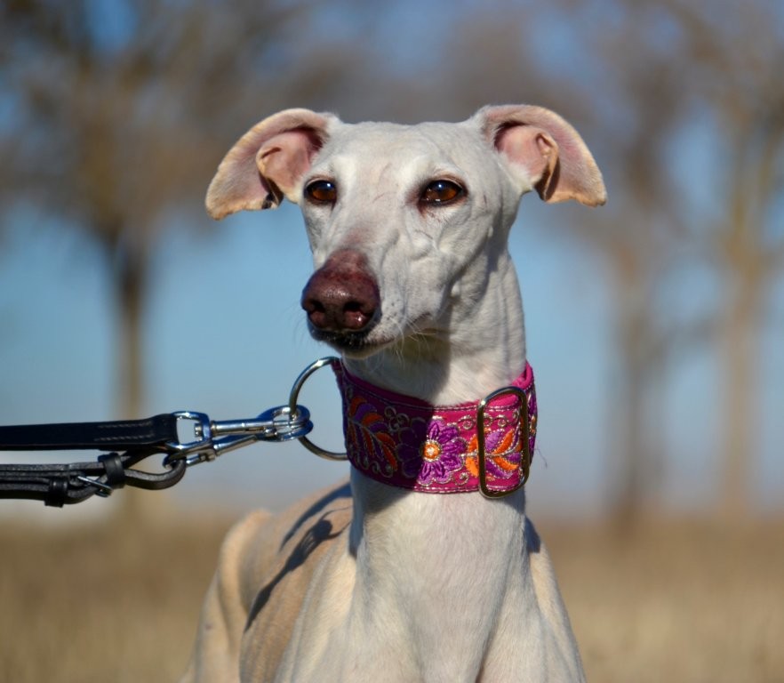 Photo de ILIA, un lévrier en attente d adoption