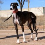 Photo de LAURA, un lévrier à adopté