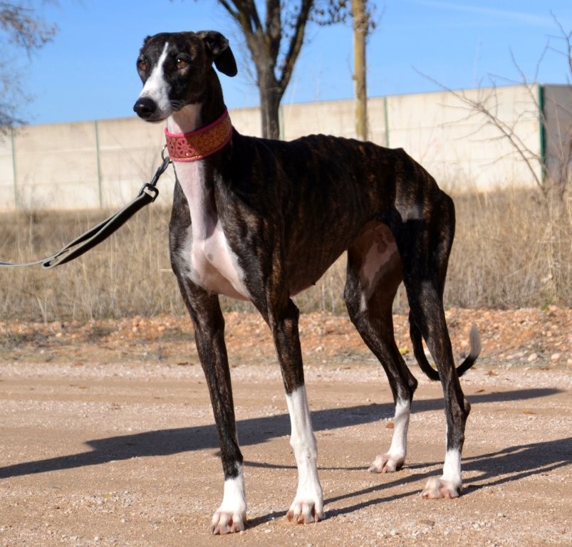 Photo de LAURA, un lévrier en attente d adoption