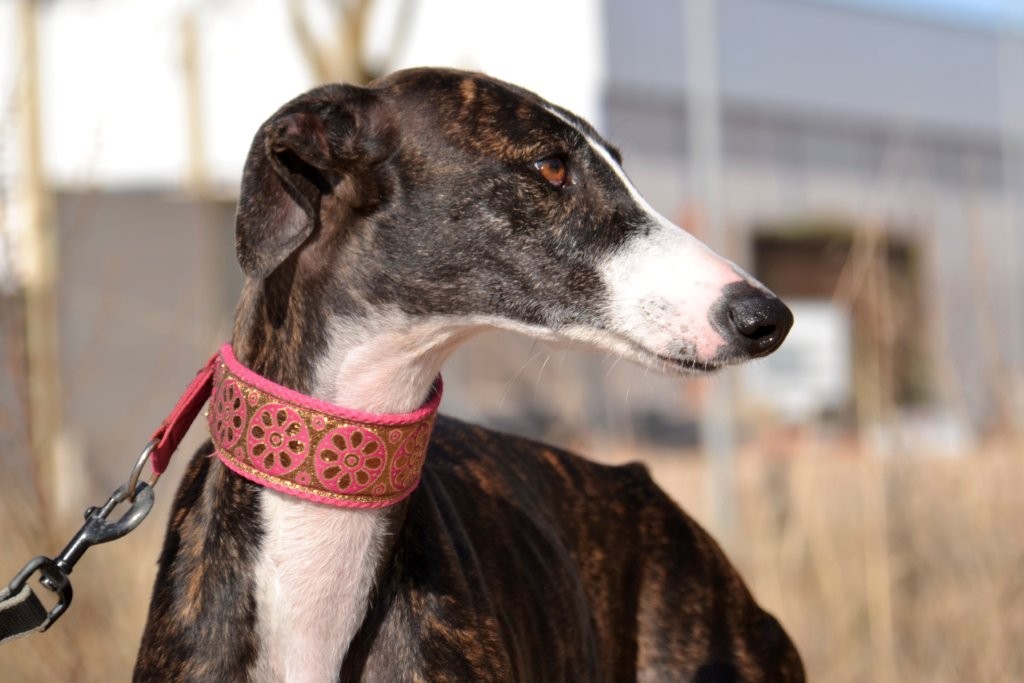 Photo de LAURA, un lévrier en attente d adoption