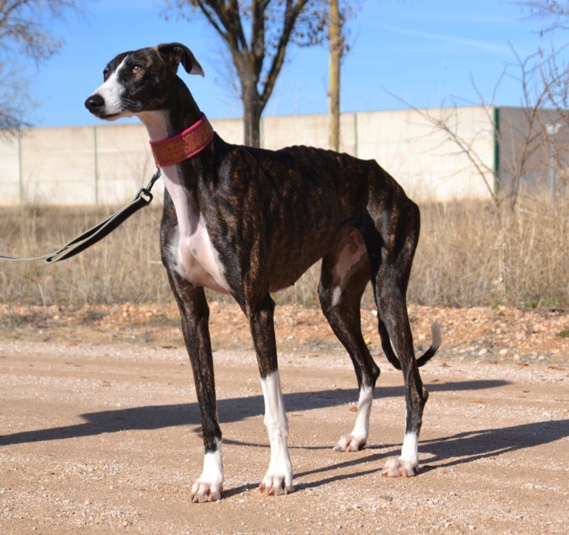 Photo de LAURA, un lévrier en attente d adoption