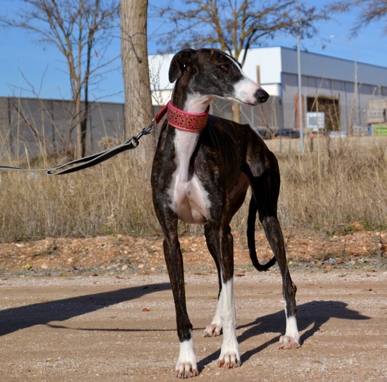 Photo de LAURA, un lévrier en attente d adoption