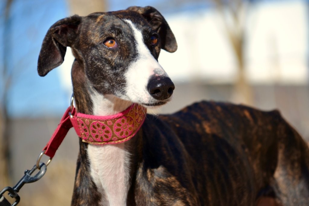 Photo de LAURA, un lévrier en attente d adoption