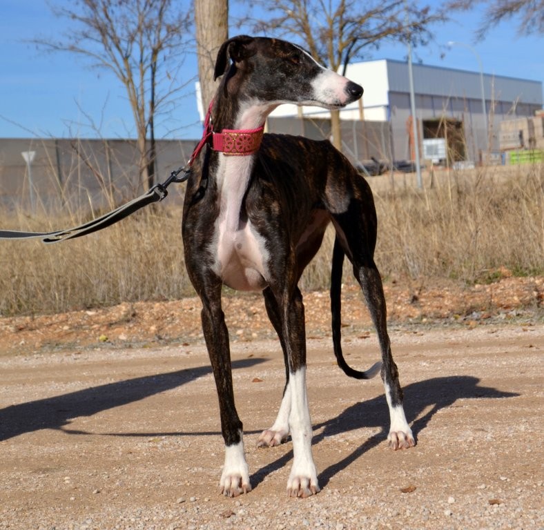 Photo de LAURA, un lévrier en attente d adoption
