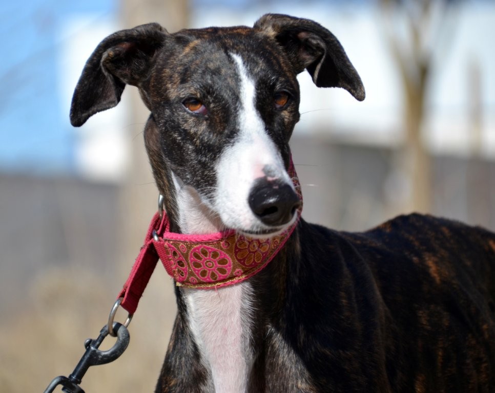 Photo de LAURA, un lévrier en attente d adoption