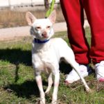 Photo de LINDA, un lévrier à adopté