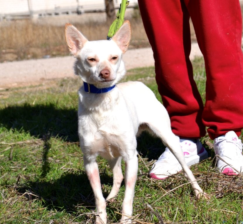 Photo de LINDA, un lévrier en attente d adoption