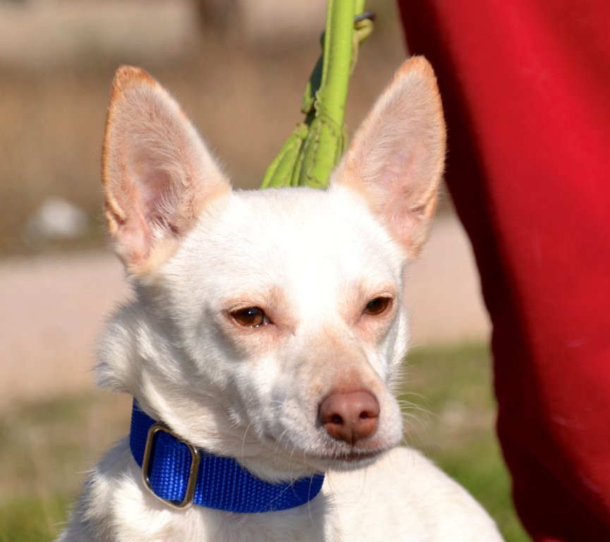 Photo de LINDA, un lévrier en attente d adoption