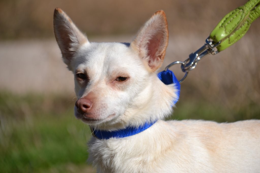 Photo de LINDA, un lévrier en attente d adoption