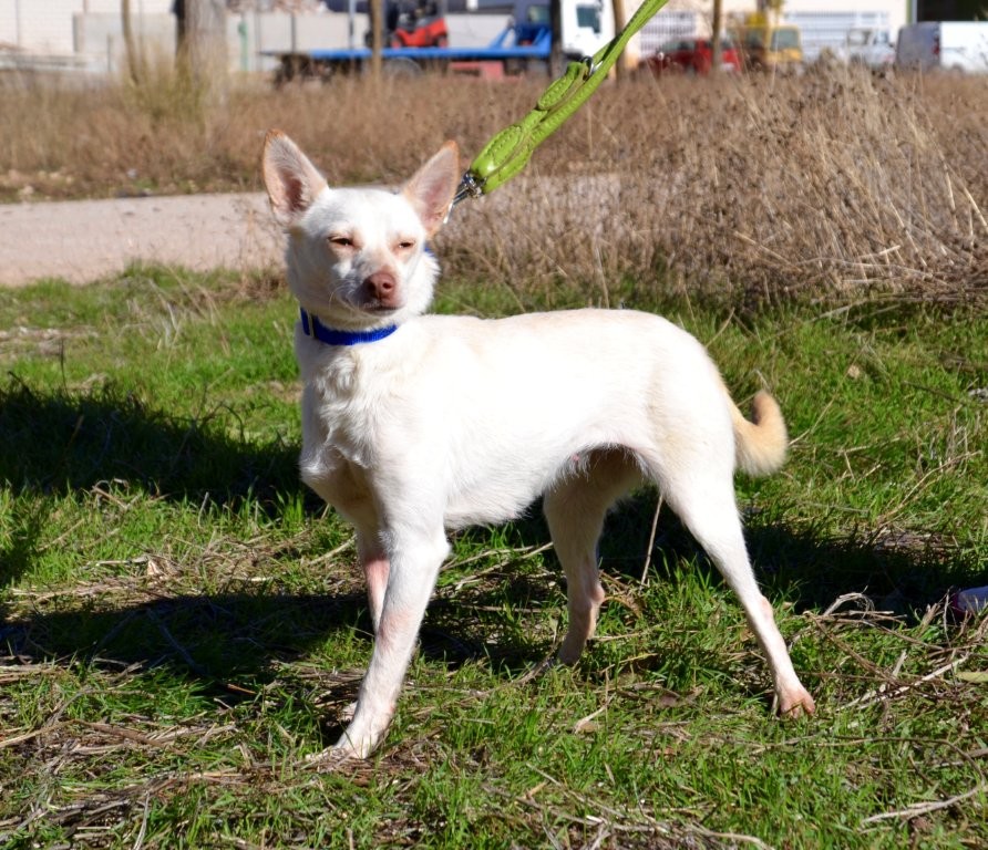 Photo de LINDA, un lévrier en attente d adoption