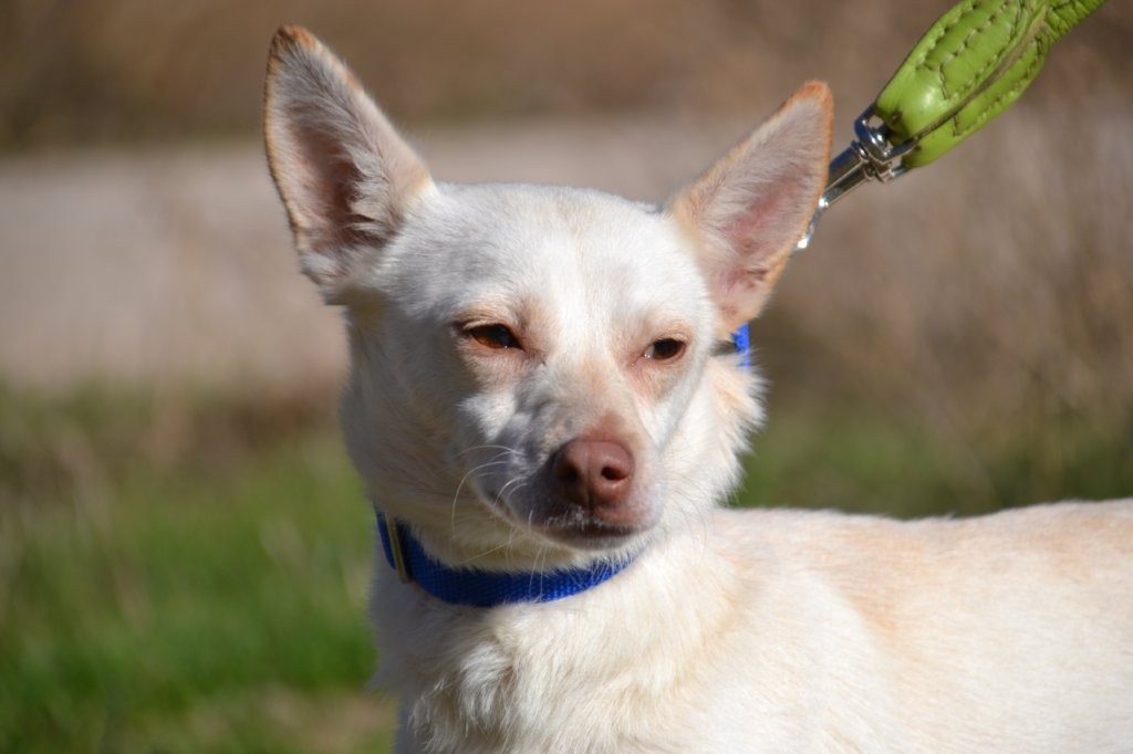 Photo de LINDA, un lévrier en attente d adoption