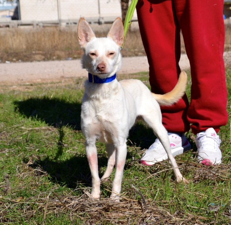 Photo de LINDA, un lévrier en attente d adoption
