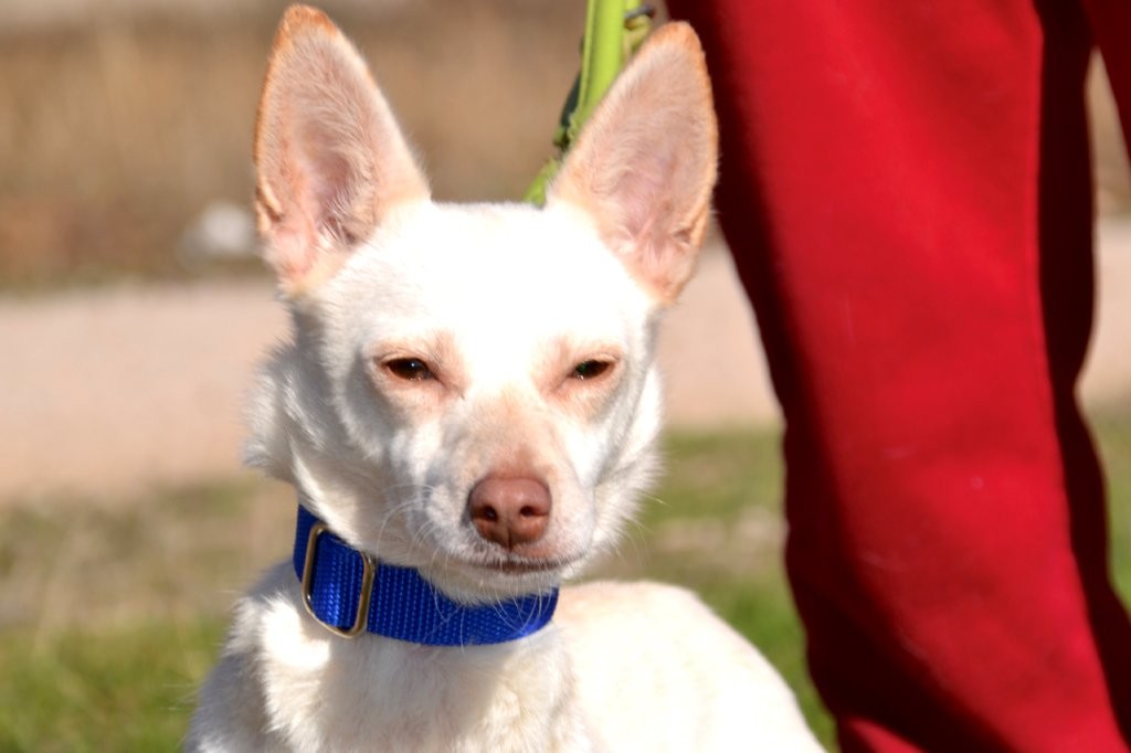 Photo de LINDA, un lévrier en attente d adoption