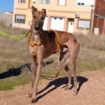 Photo de MARCELO, un lévrier à adopté