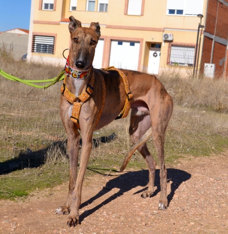 Photo de MARCELO, un lévrier en attente d adoption