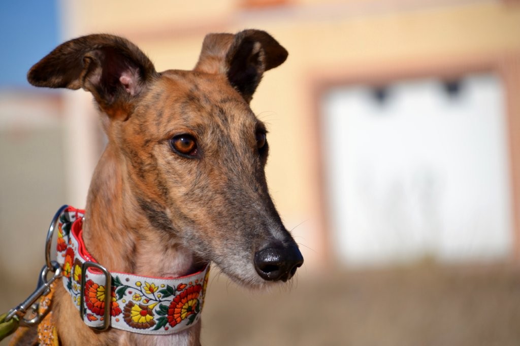 Photo de MARCELO, un lévrier en attente d adoption