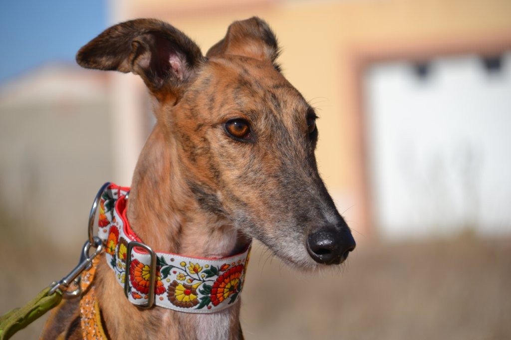 Photo de MARCELO, un lévrier en attente d adoption