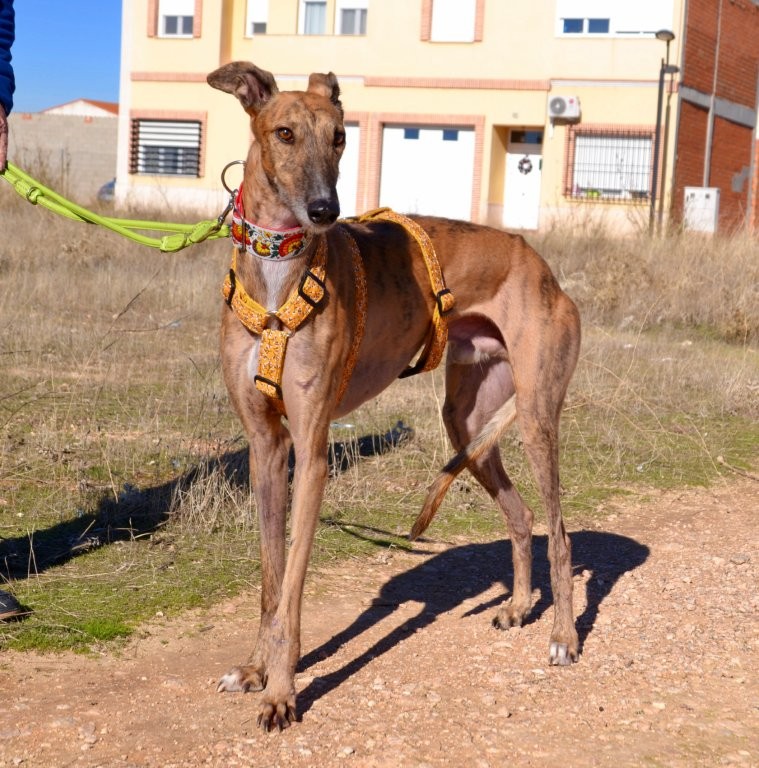 Photo de MARCELO, un lévrier en attente d adoption
