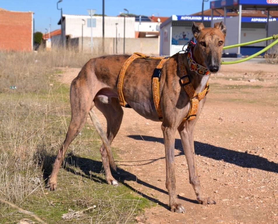 Photo de MARCELO, un lévrier en attente d adoption