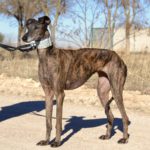 Photo de MARISA, un lévrier à adopté