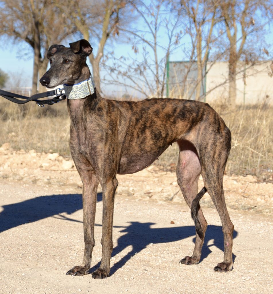 Photo de MARISA, un lévrier en attente d adoption