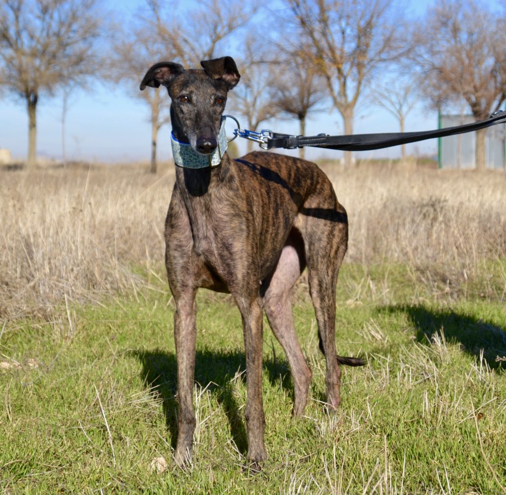 Photo de MARISA, un lévrier en attente d adoption