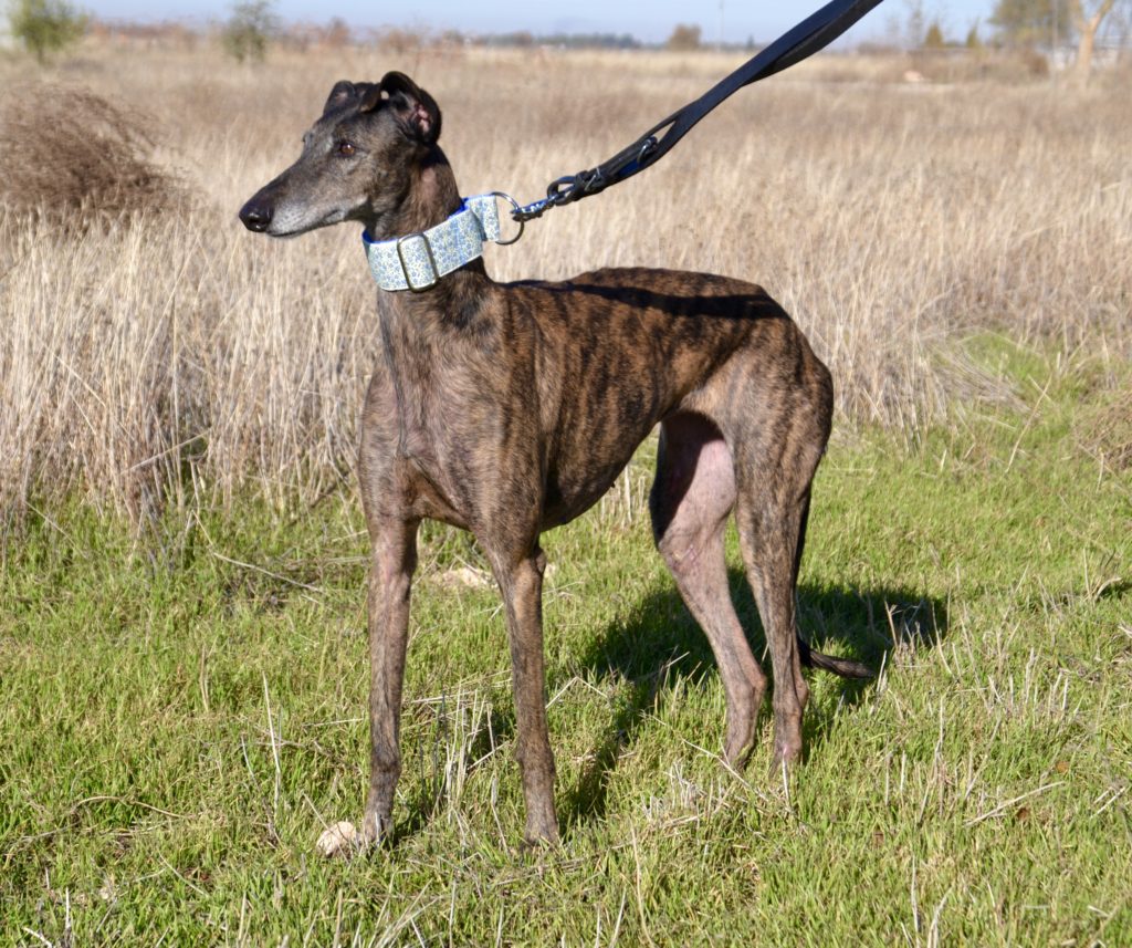 Photo de MARISA, un lévrier en attente d adoption