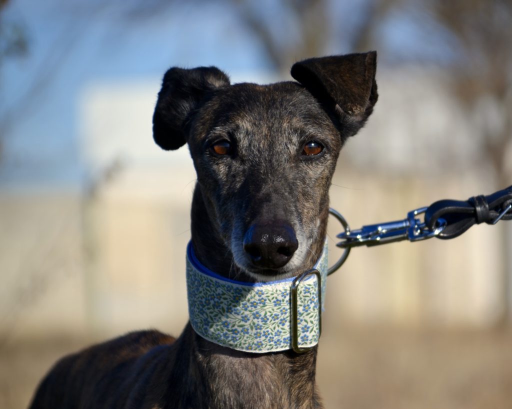 Photo de MARISA, un lévrier en attente d adoption