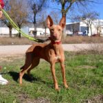 Photo de MAYA, un lévrier à adopté