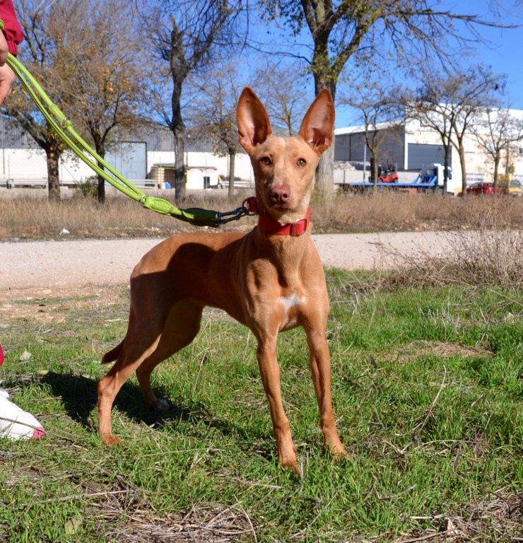 Photo de MAYA, un lévrier en attente d adoption