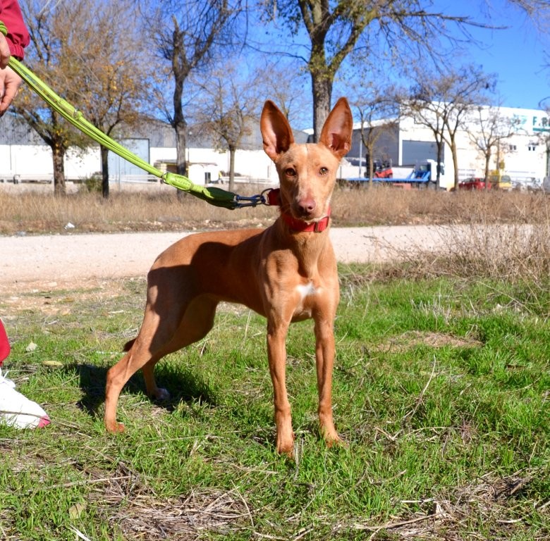 Photo de MAYA, un lévrier en attente d adoption