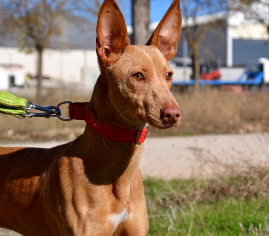 Photo de MAYA, un lévrier en attente d adoption